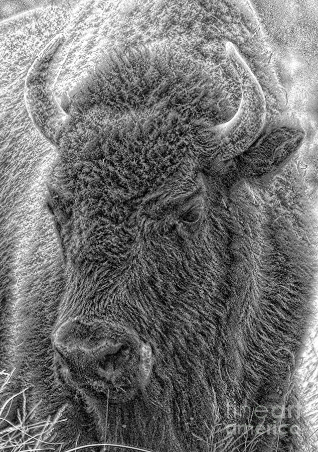 Bison  Photograph by Robert Pearson