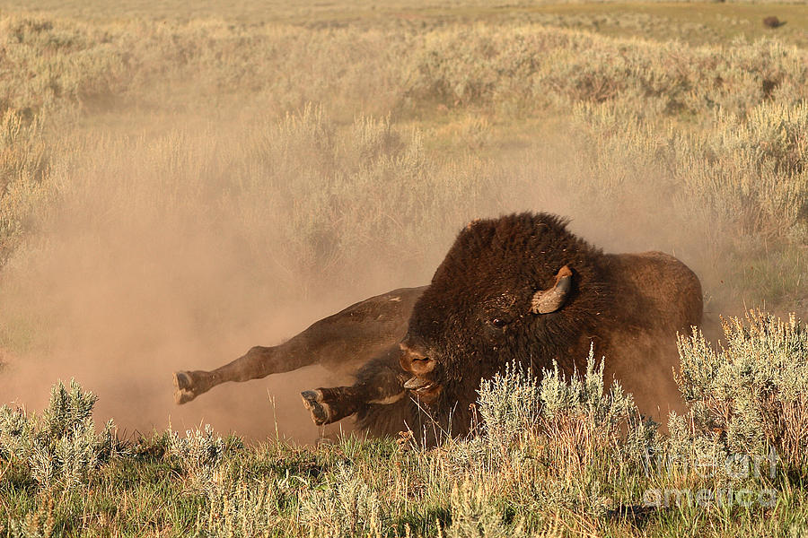 Bison Rutting Around On Ground Photograph by Max Allen