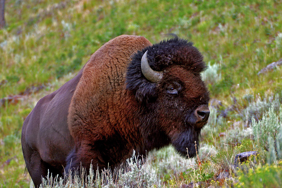 Bison Photograph by Scott Mahon