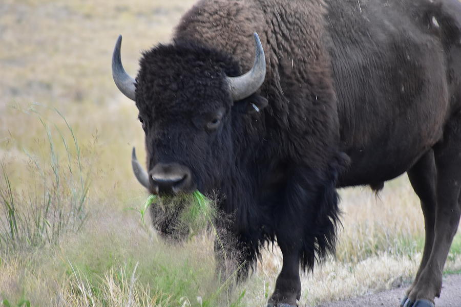 Bison Photograph by Sharon Horning - Pixels