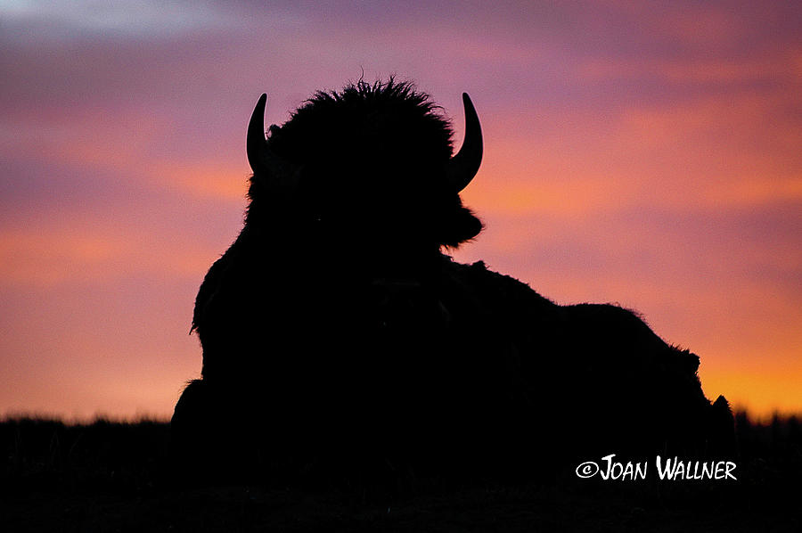 Sunrise Photograph - Bison Silhouette by Joan Wallner