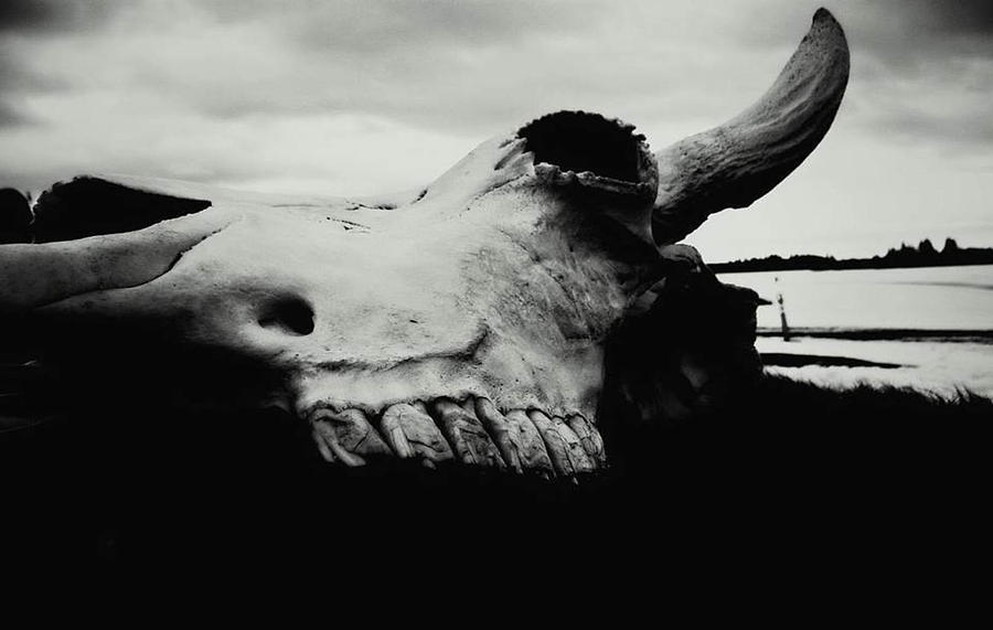 Bison Skull Black White Photograph by REA Gallery