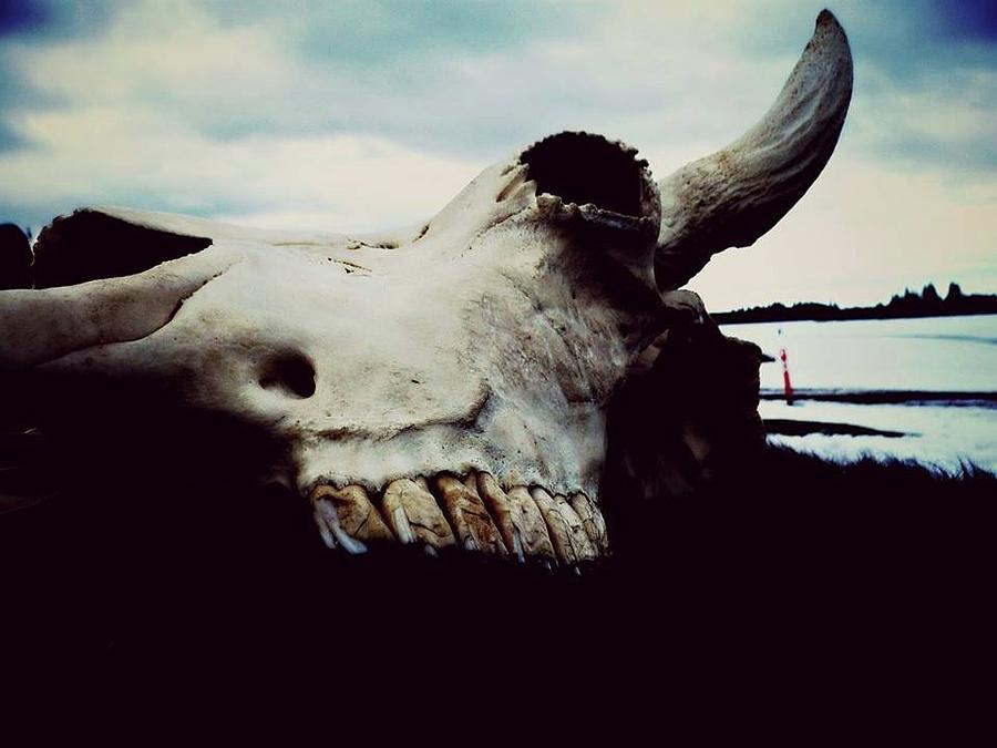 Bison Skull Photograph by REA Gallery
