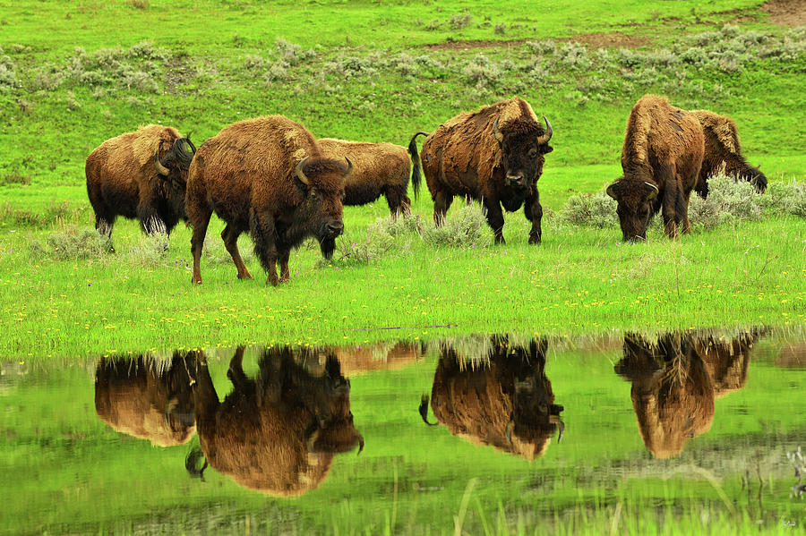 Bison Spring Reflections Photograph by Greg Norrell