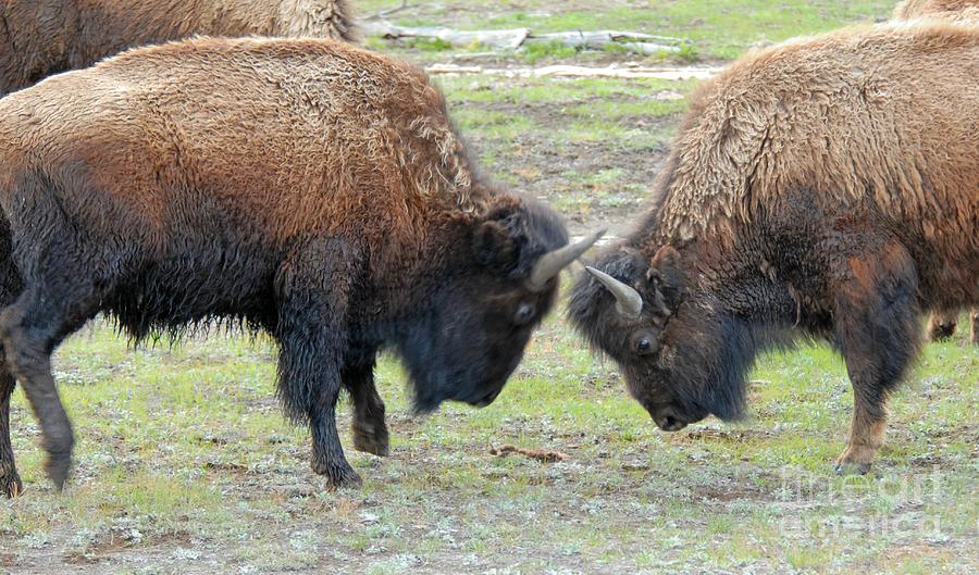 Bison Standoff Photograph by Dennis Hammer