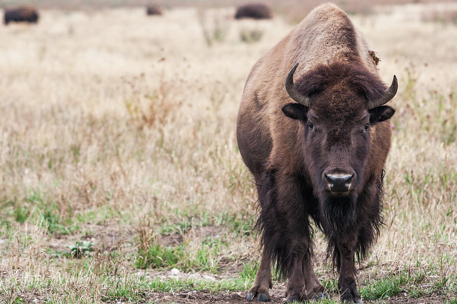 Wildlife Photograph - Bison Stare Down by Brett Pelletier