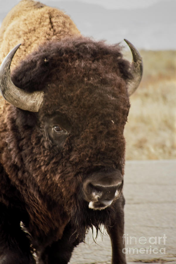 Bison Photograph by Steven Parker