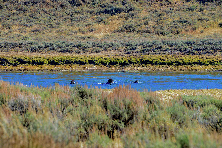 Bison swimming the Yellowstone River Photograph by Marilyn Burton