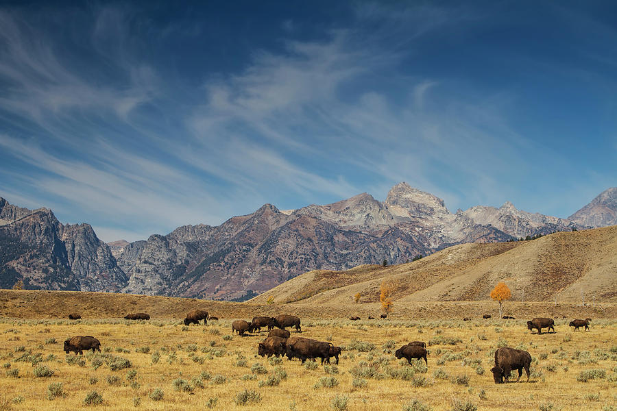 Grand Teton National Park Photograph - Bison The National Mammal by Mark Kiver