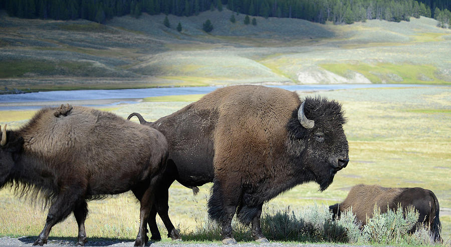 Bison The Prairie Guardians Photograph by Rae Ann  M Garrett