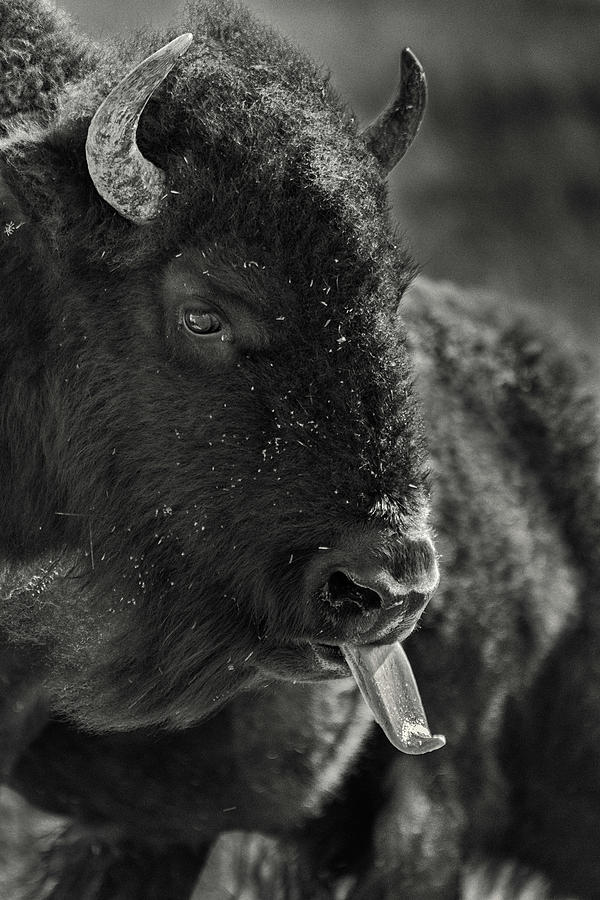 Bison Tongue Photograph by Gary Lengyel - Fine Art America