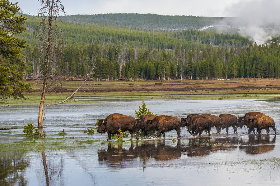 Bison Travel At Dawn Photograph by Yeates Photography