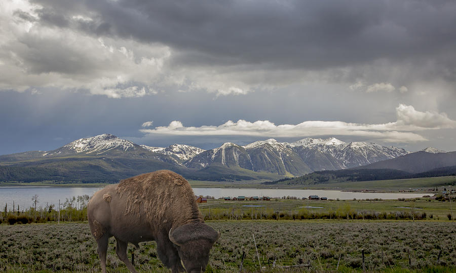 Bison Photograph - Bison Valley by Harold Hofelich