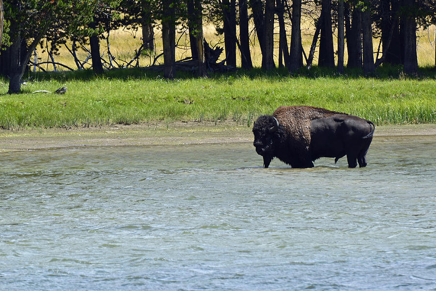 Bison Wading in Yellowstone River Photograph by Bruce Gourley