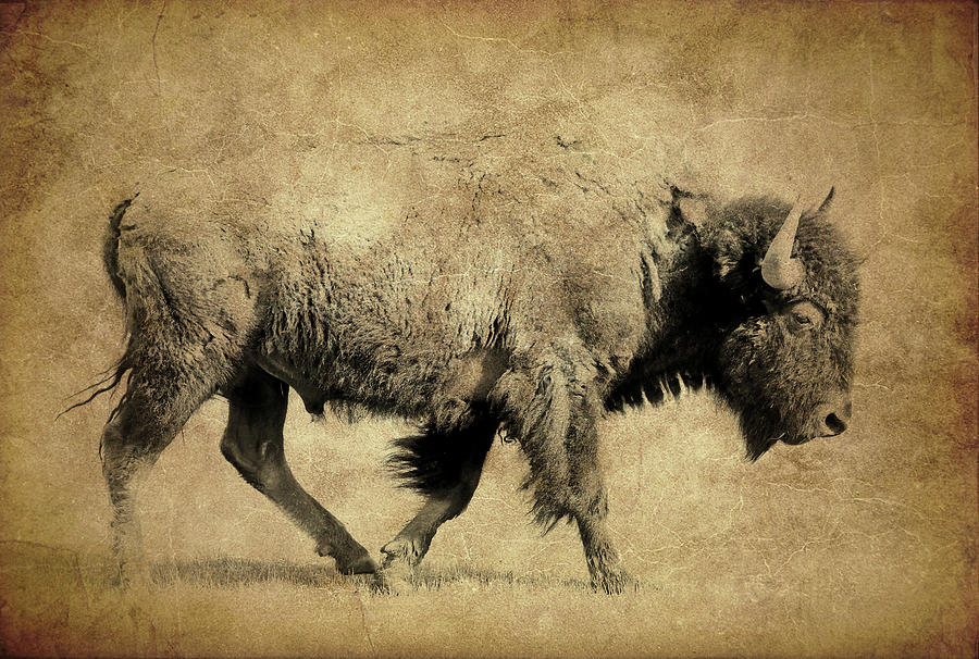 Bison Walk Textured Photograph by Athena Mckinzie