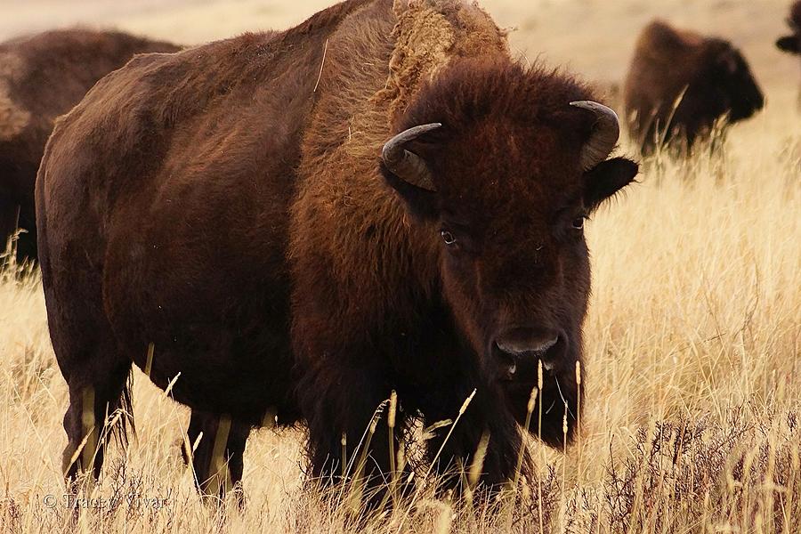 Bison Watching Photograph by Tracey Vivar
