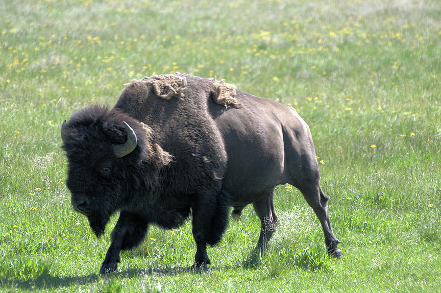 Bison Photograph By Wendy Fox - Fine Art America