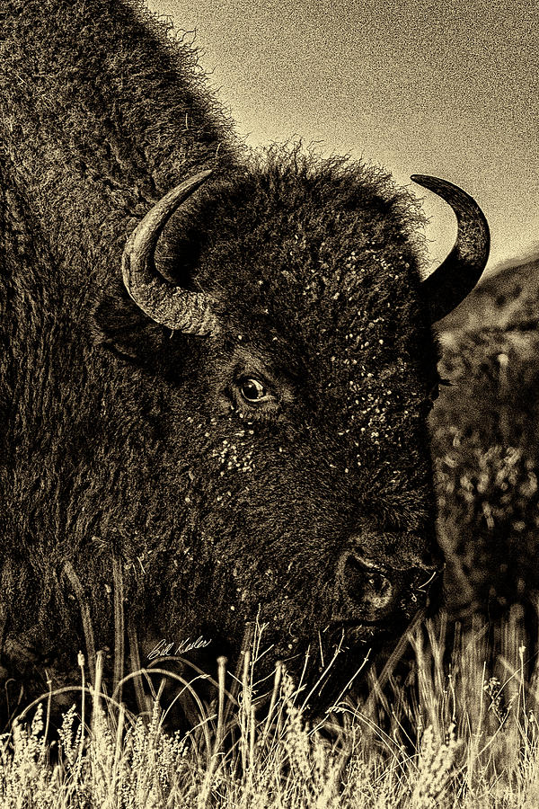 Bison Wild Eye - Black-and-White Photograph by Bill Kesler