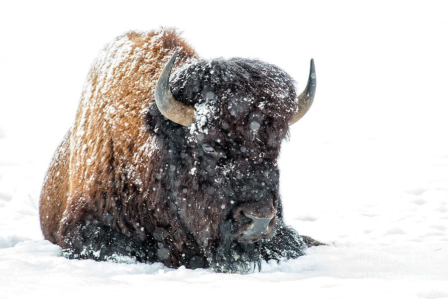 Bison Winter Photograph by Sonya Lang