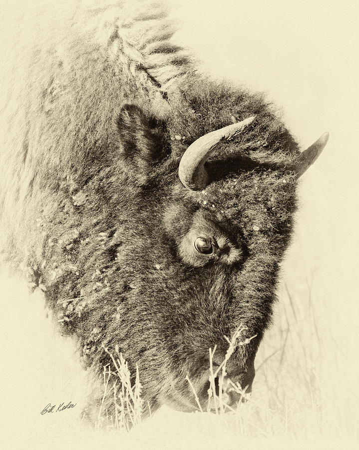 Bison With Burs - Sepia Tone Photograph by Bill Kesler