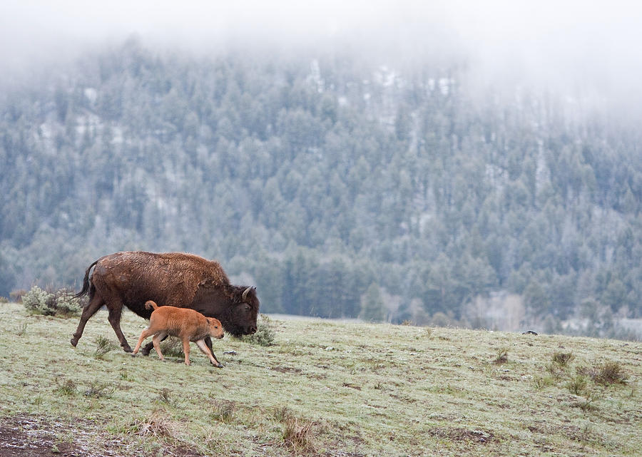 Bison with Calf Photograph by Max Waugh