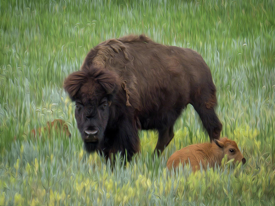 Bison With Calves Photograph