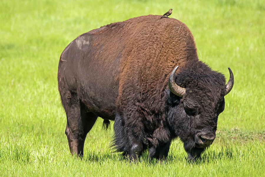 Bison with Cowbird Photograph by Ira Marcus