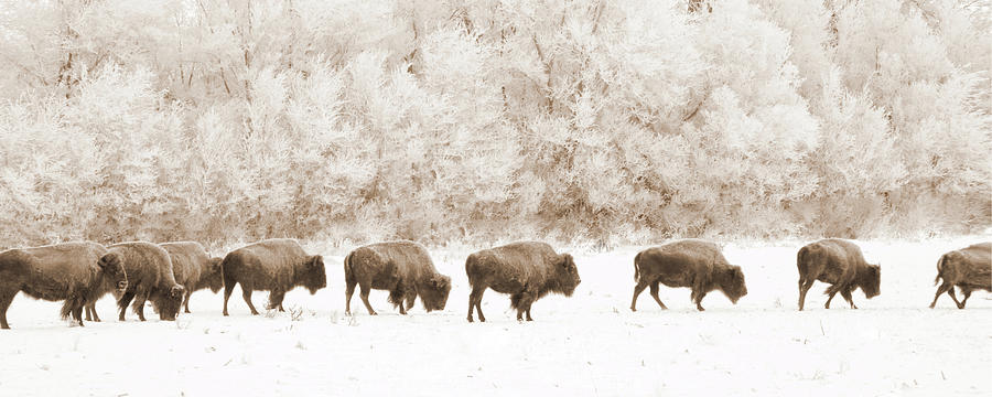 Bison with Hoar Frost Photograph by Steve Lucas
