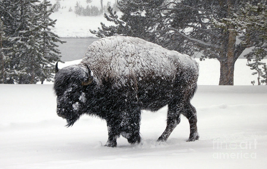 Bison - Yellowstone Photograph by Cindy Murphy - NightVisions 