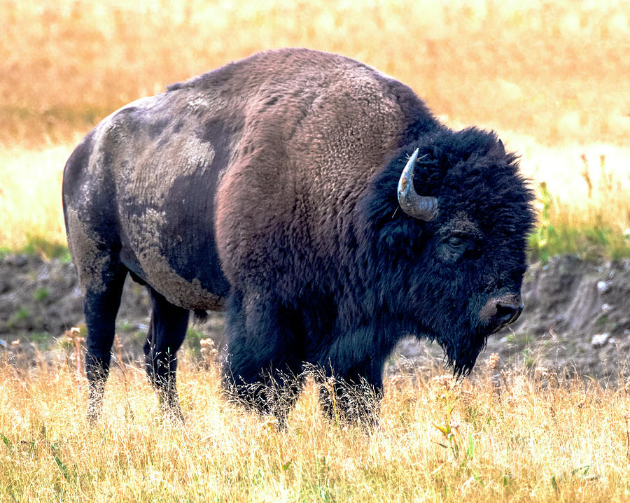 Bison Yellowstone Photograph by Steven Natanson