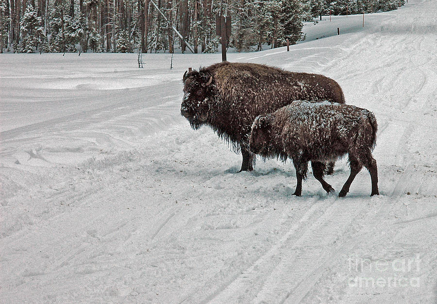Bison - Yellowstone Winter Photograph by Cindy Murphy - NightVisions 