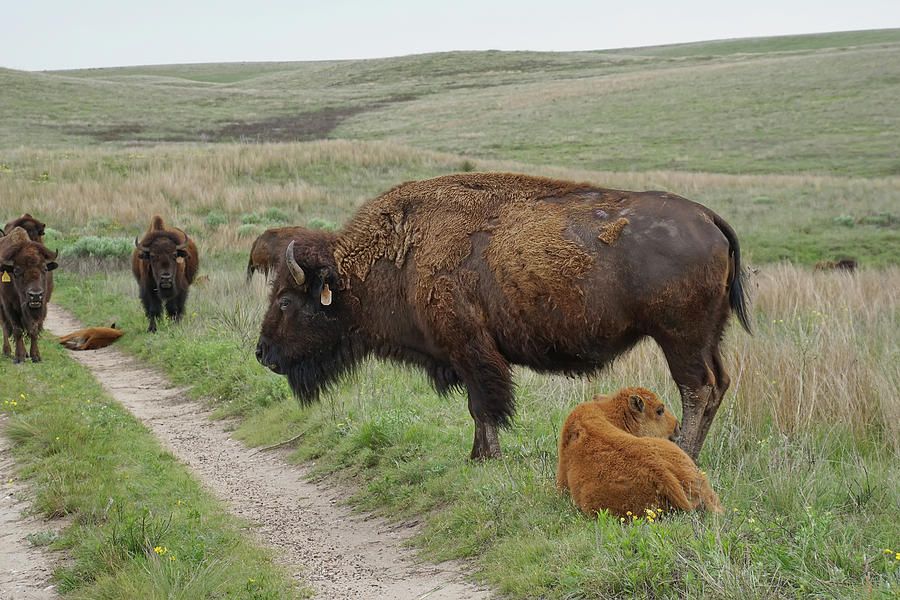 Bison...Americas National Mammal Photograph by Alan Hutchins