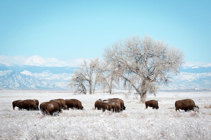 Bisons in a Winter Morning  Photograph by Catherine Lau