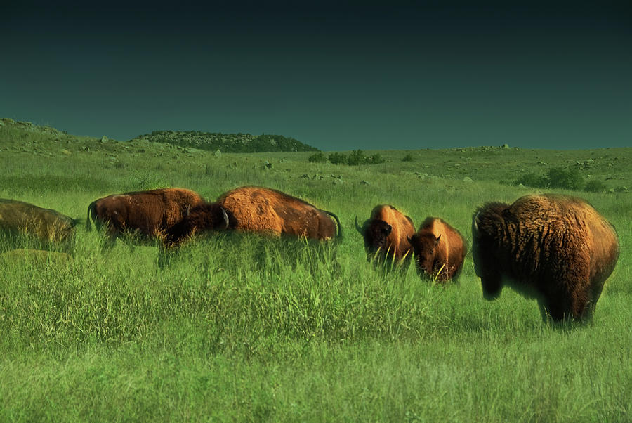 Bisons in the Prarie Photograph by Iris Greenwell