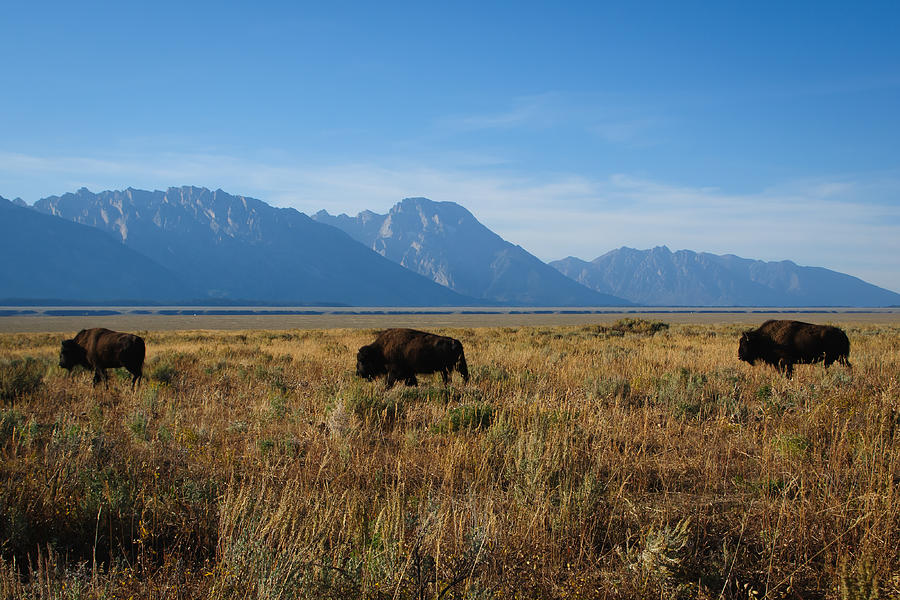 Bisons in the Tetons Photograph by Roberta Kayne