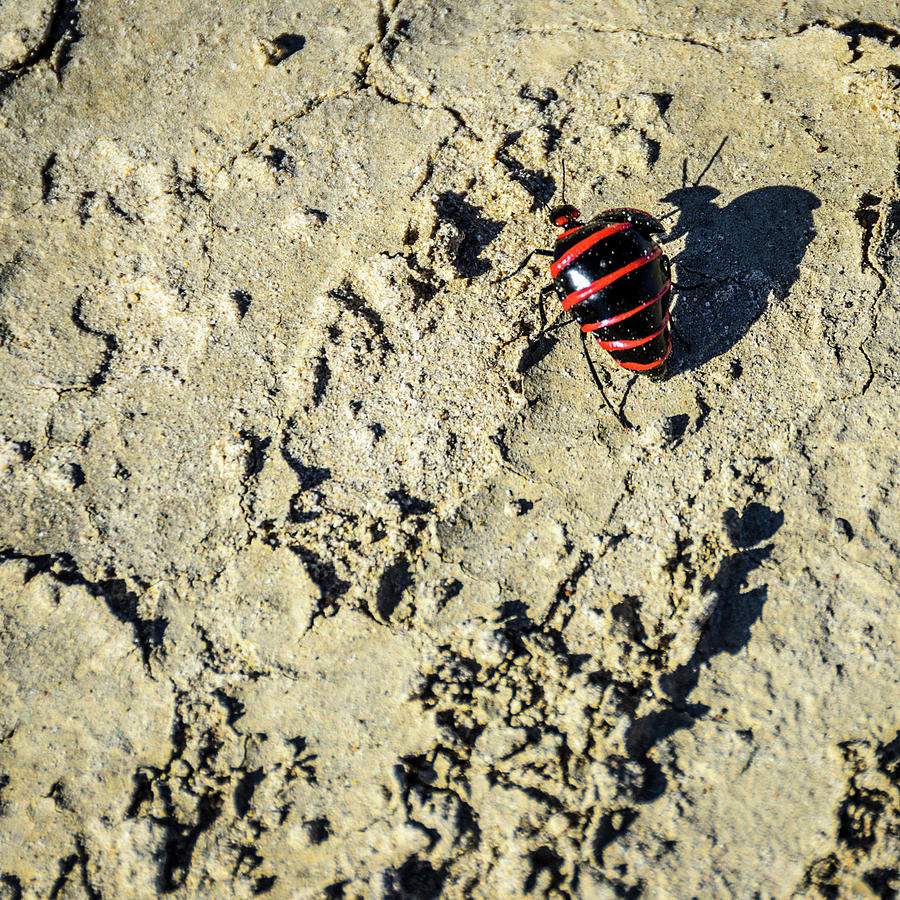 Bisti Badlands - Red and Black Blister Bug Photograph by Debra Martz