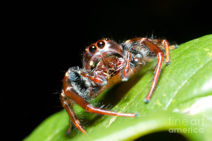 Biting Jumping Spider Photograph by B.G. Thomson