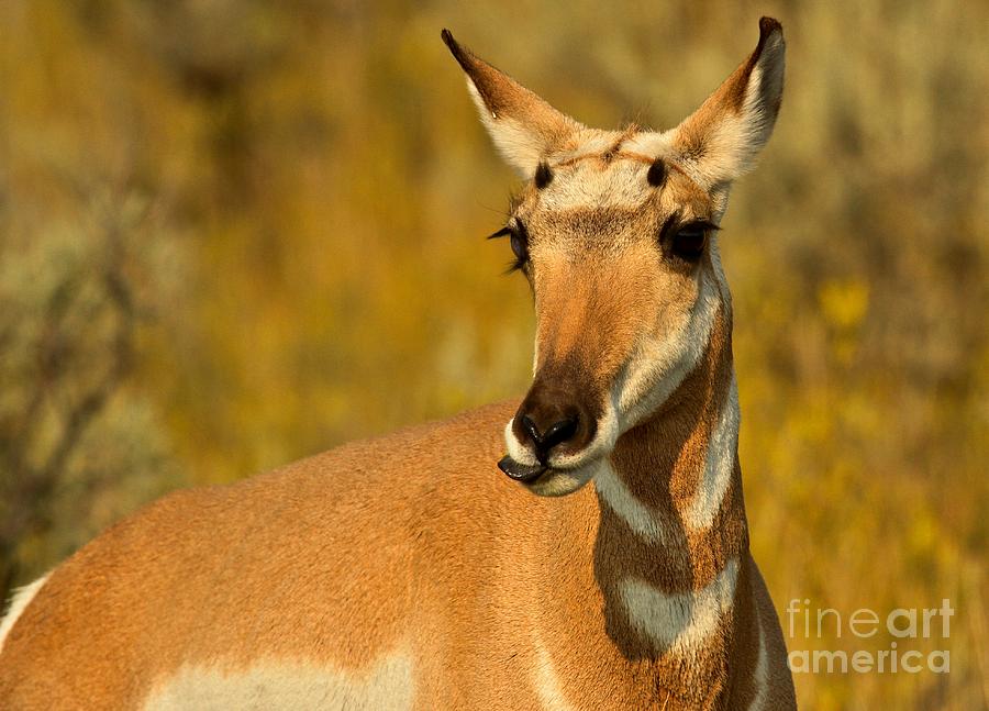 Pronghorn Photograph - Biting My Tongue by Adam Jewell