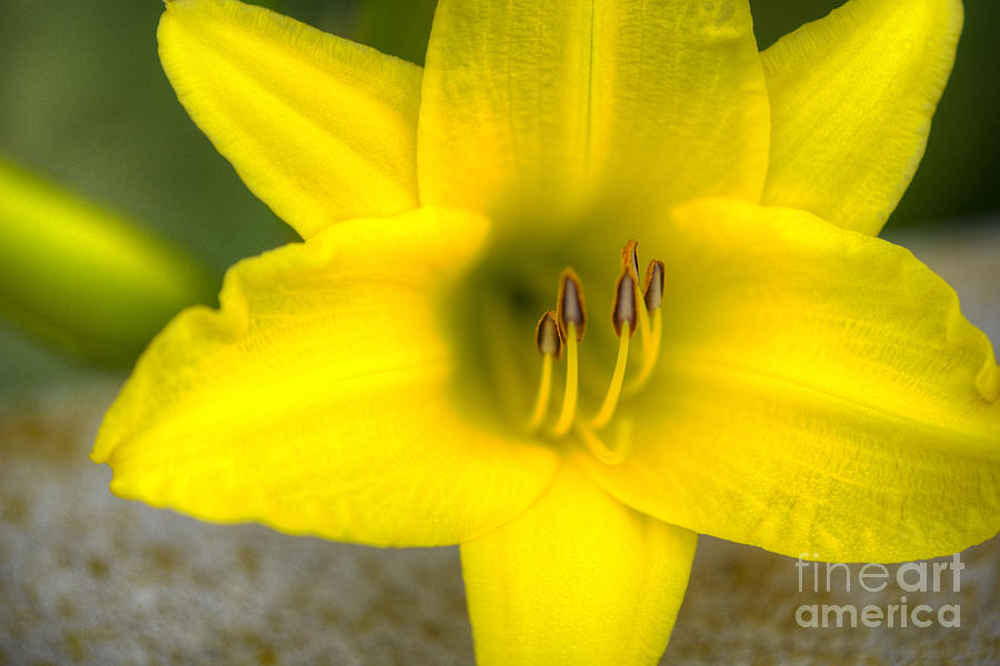 Bitsy Yellow Day Lily Photograph by David Zanzinger