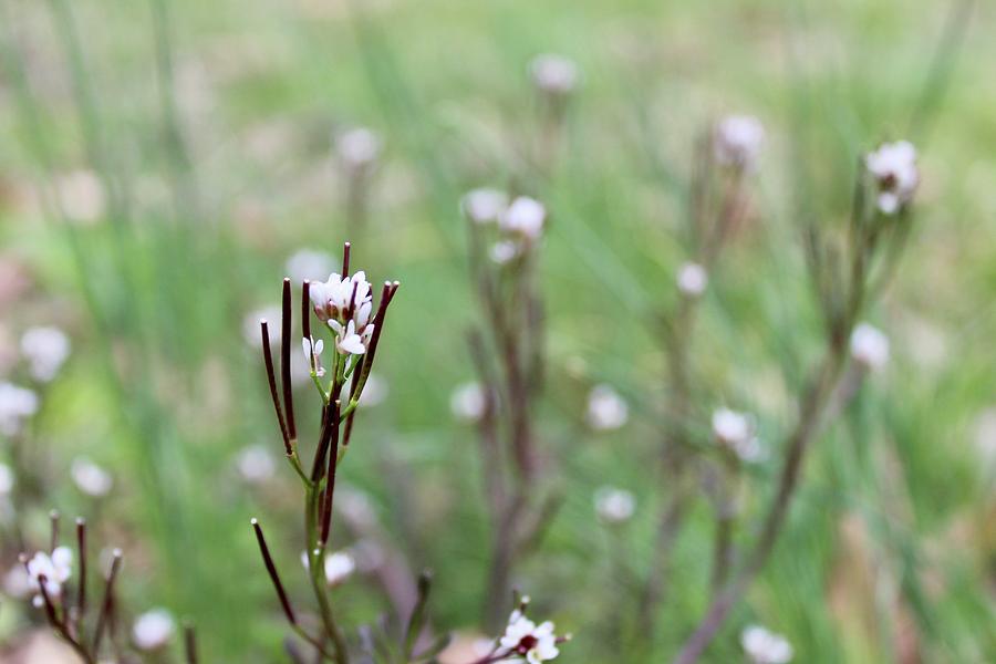 Nature Photograph - Bittercress Spring by M E