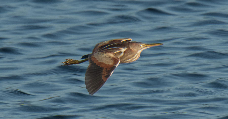 Bittern Flight Photograph by Judd Nathan - Fine Art America