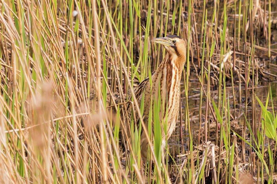 Bittern in the Reeds Photograph by Wendy Cooper