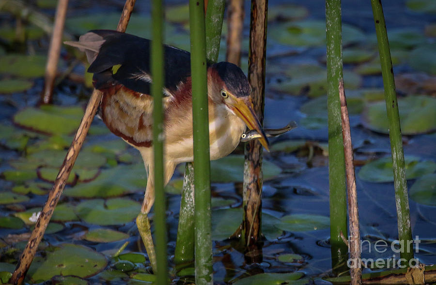 Bittern with Minnow Photograph by Tom Claud
