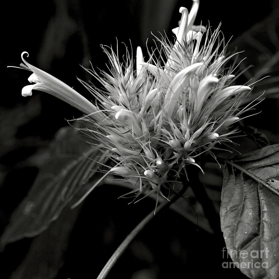 Bizarre Flower Charm Photograph by Silva Wischeropp