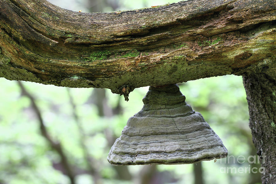 Bizarre polypore on the branch of an old beech tree Photograph by Michal Boubin