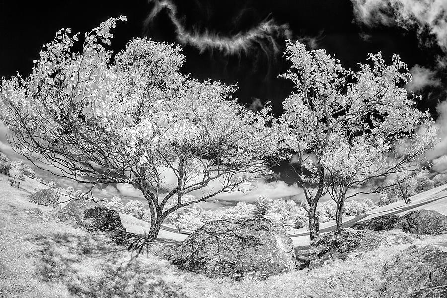 Bizarre Trees and Rocks in the Blue Ridge BW Photograph by Dan Carmichael