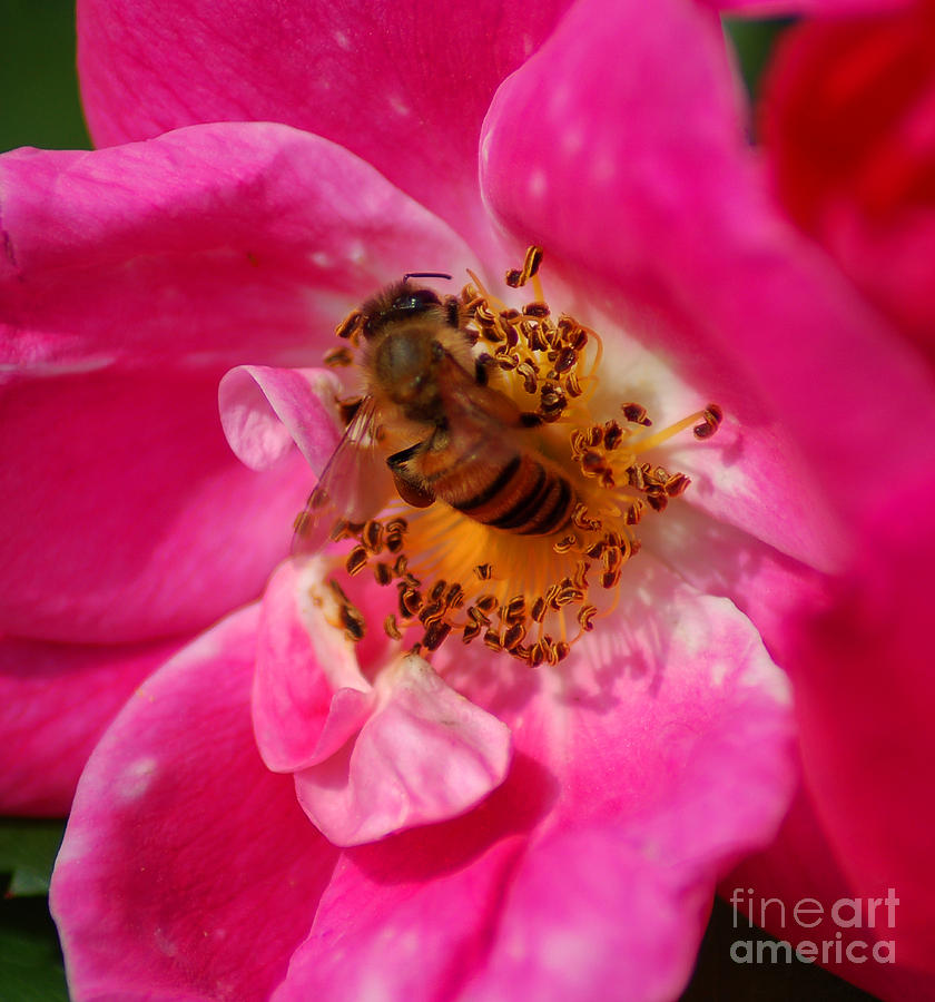 Bizzy Bee Photograph by Diane E Berry