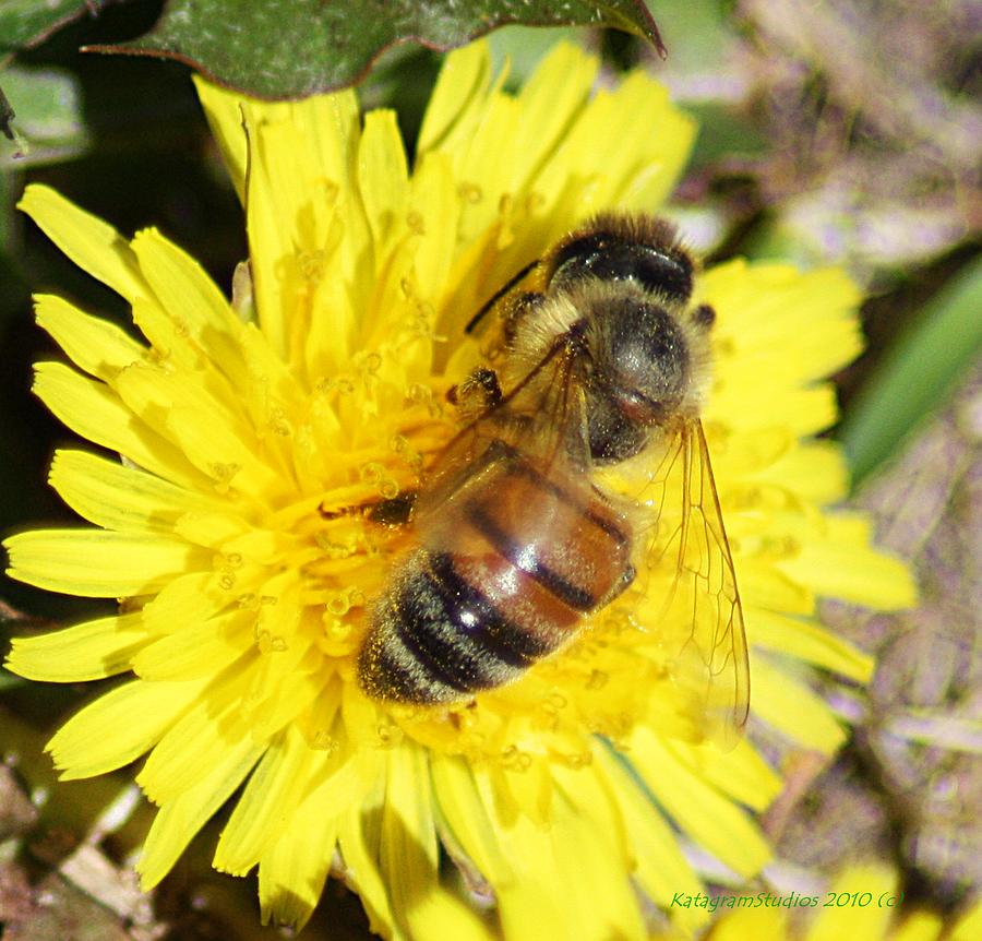 Bizzy Bee Photograph by KatagramStudios Photography - Fine Art America