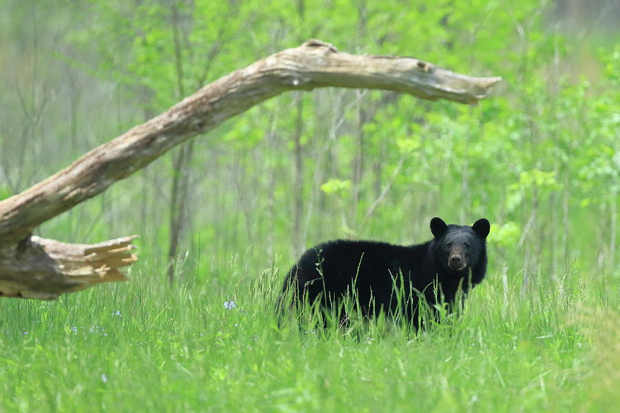 Black Bear In Tall Grass Photograph