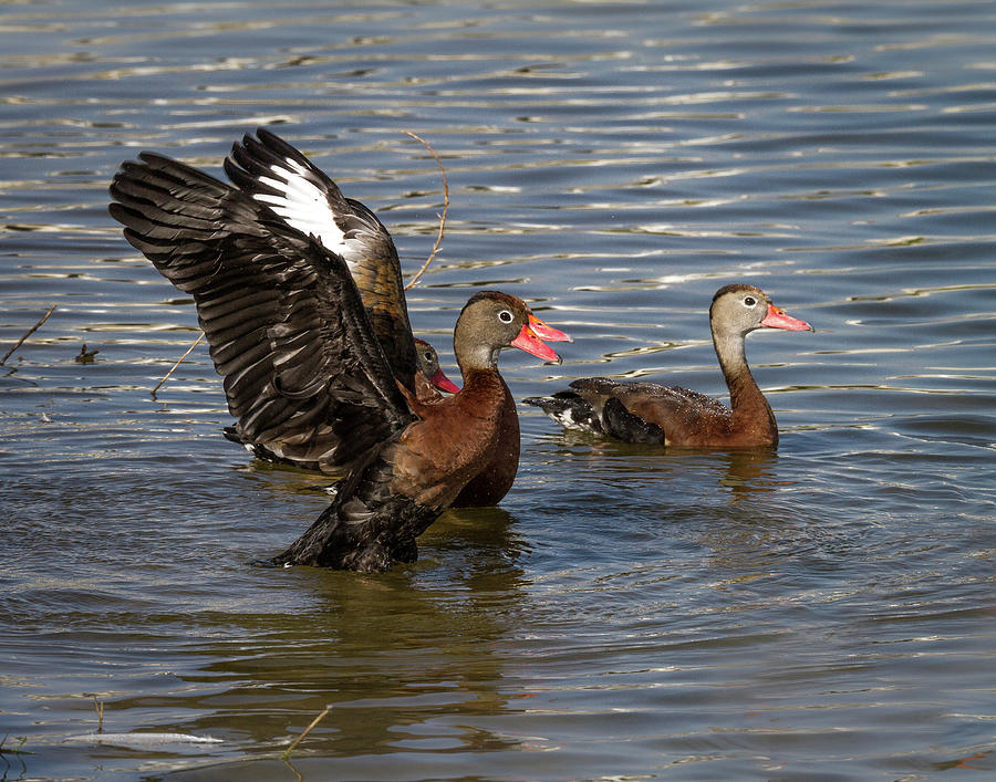 Black-Bellied Whistling Ducks Photograph by Ronald Lutz